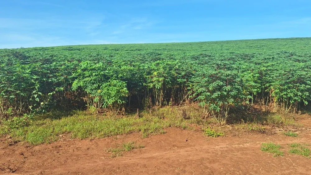 Fazenda, 116 hectares - Foto 11