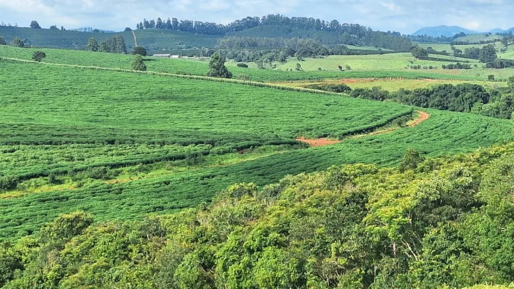 Fazenda, 116 hectares - Foto 1