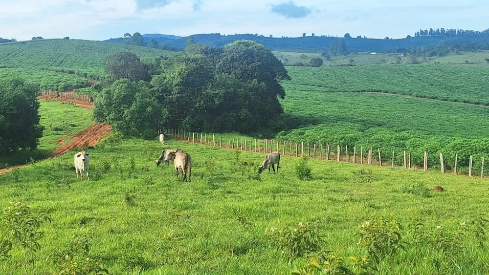 Fazenda, 116 hectares - Foto 9