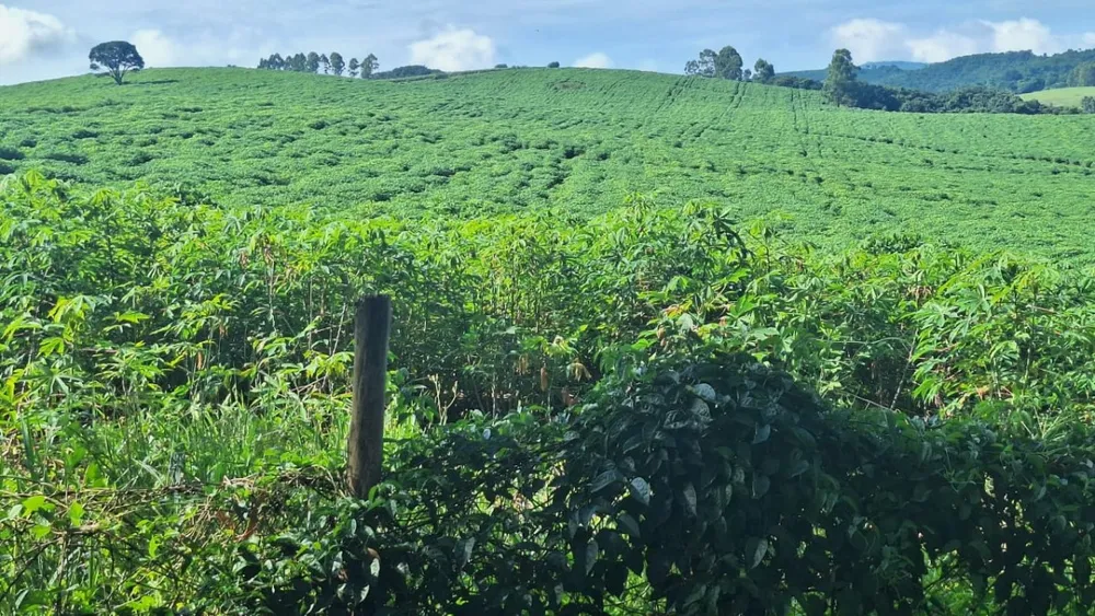 Fazenda, 116 hectares - Foto 7