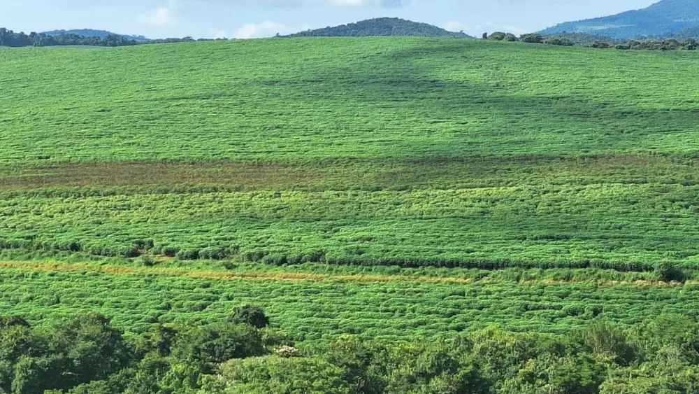 Fazenda, 116 hectares - Foto 3