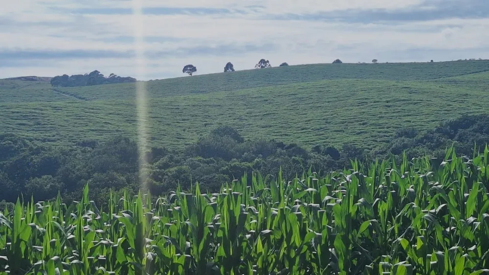 Fazenda, 116 hectares - Foto 17