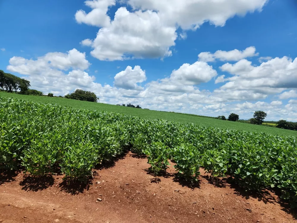 Chácara à venda com 4 quartos, 2000000m² - Foto 6