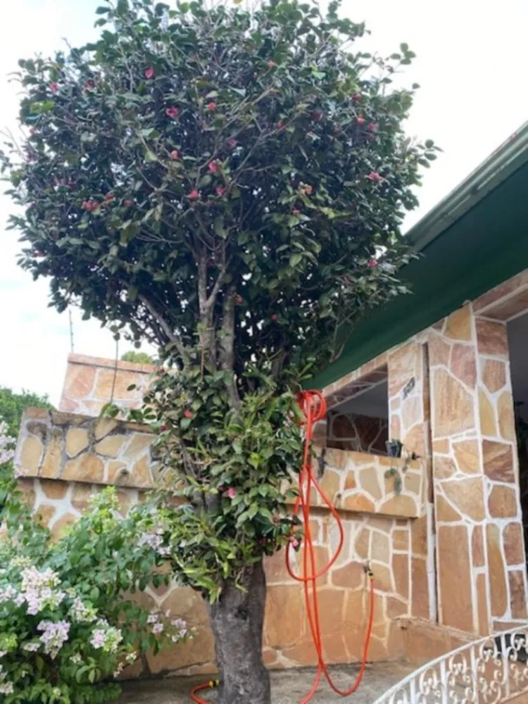 Casa, 4 quartos, 480 m² - Foto 17