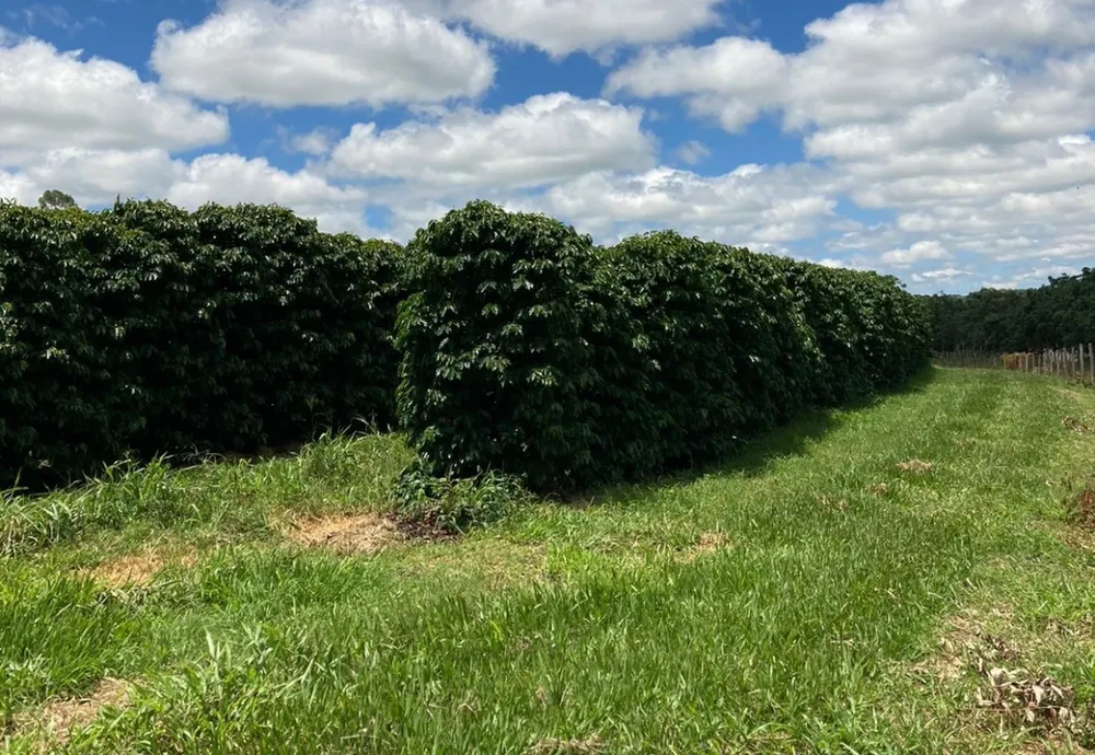 Fazenda, 346 hectares - Foto 14