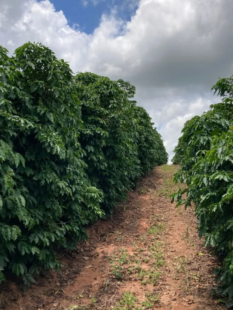 Fazenda, 346 hectares - Foto 12