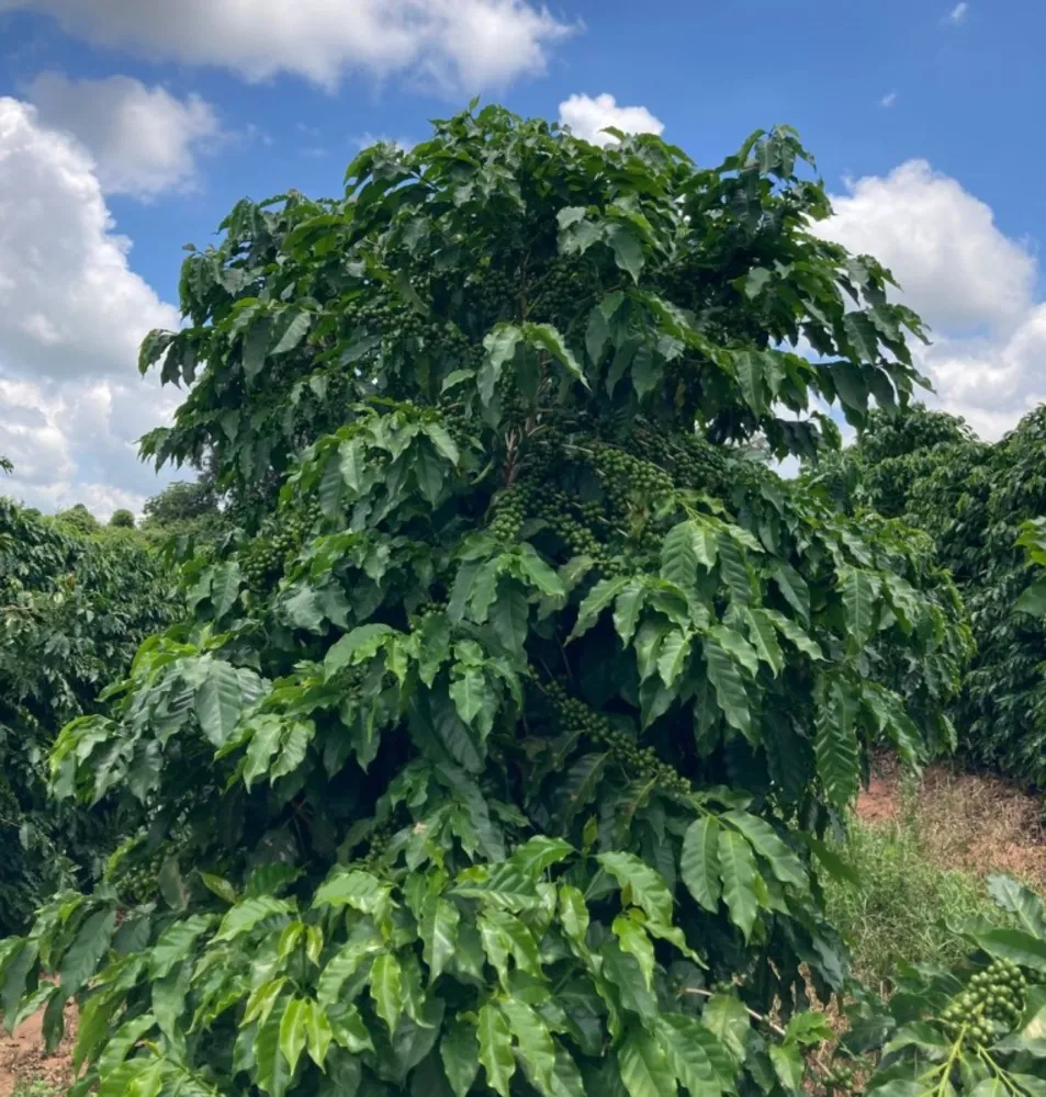 Fazenda, 346 hectares - Foto 7