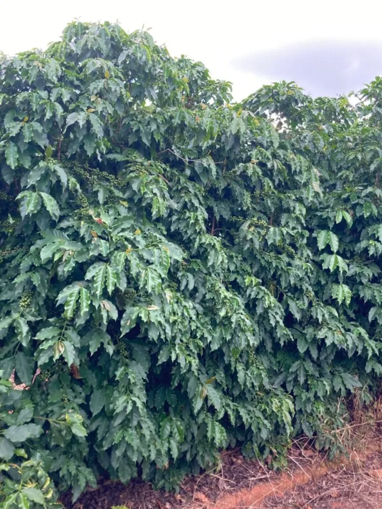 Fazenda, 346 hectares - Foto 8