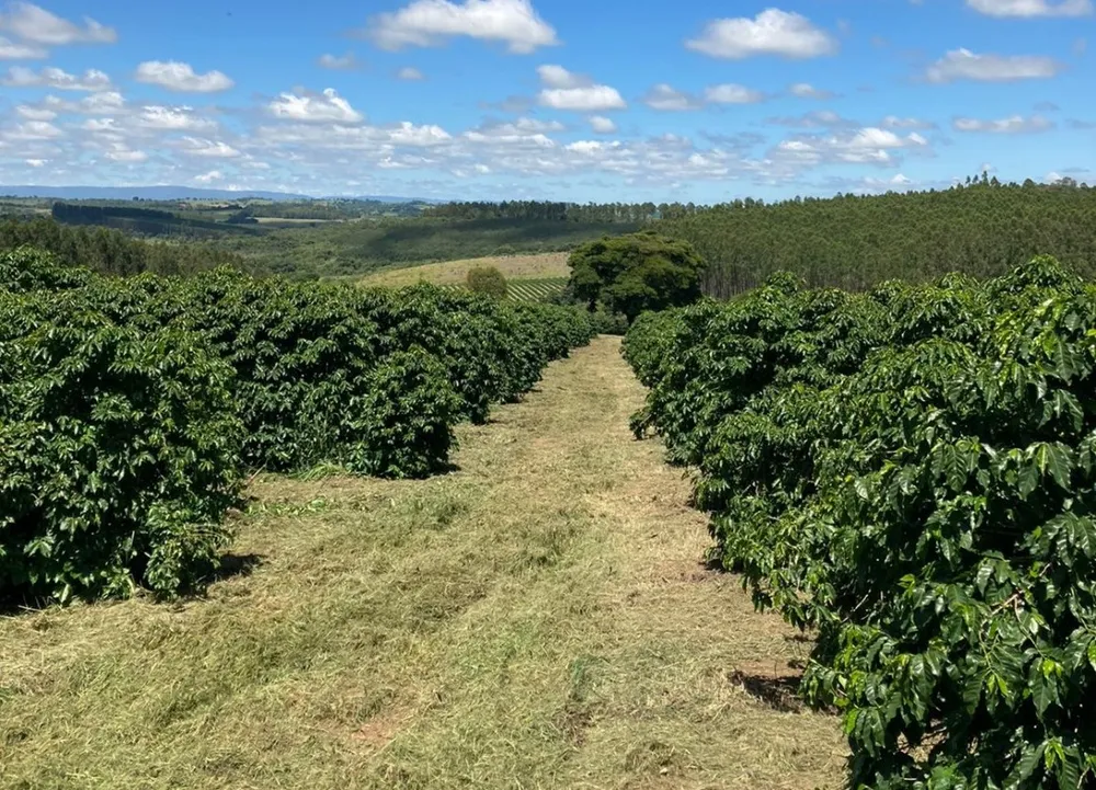 Fazenda, 346 hectares - Foto 11