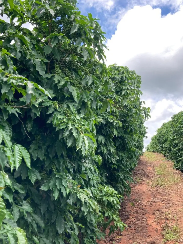 Fazenda, 346 hectares - Foto 18