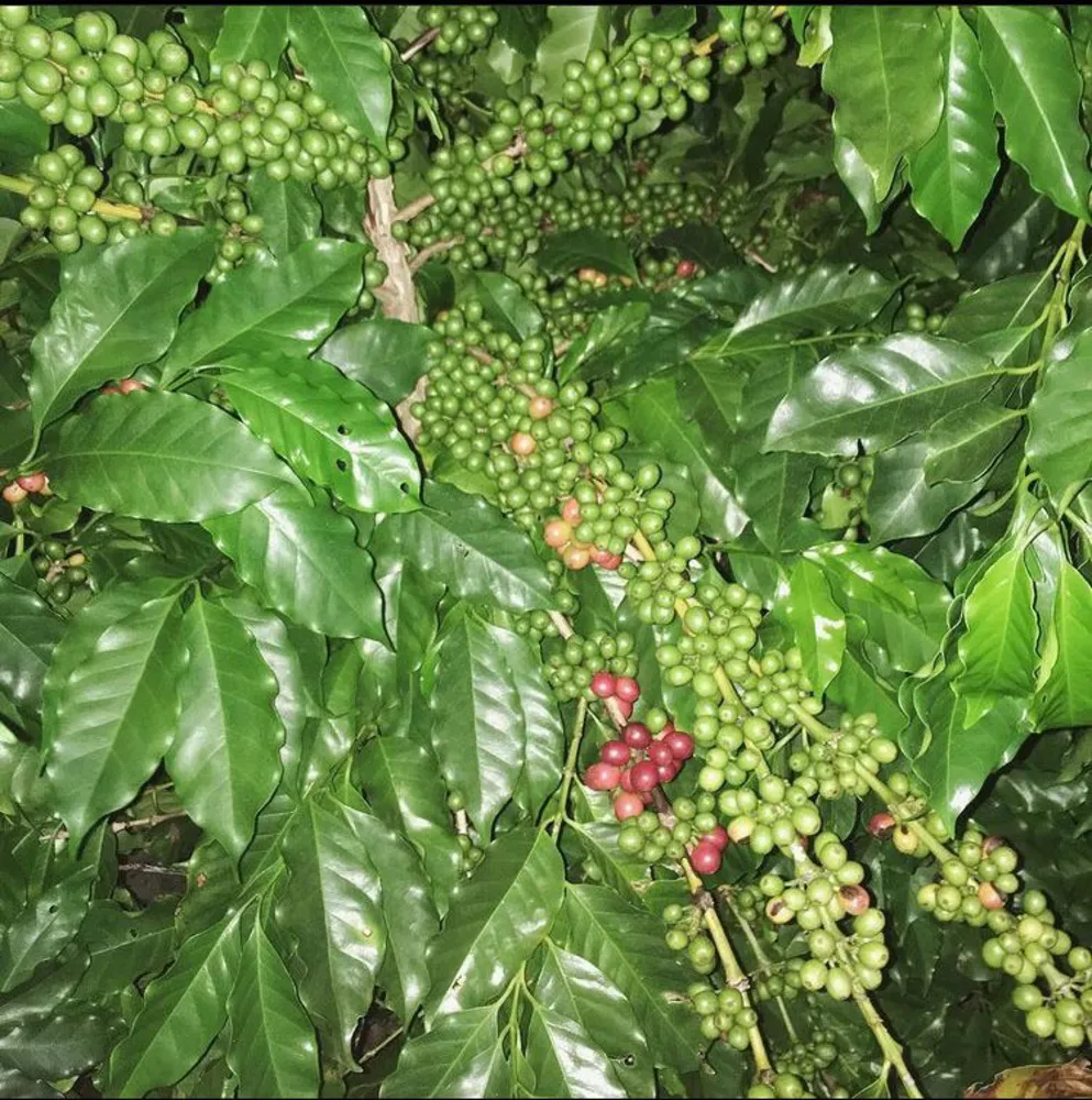 Fazenda, 346 hectares - Foto 8