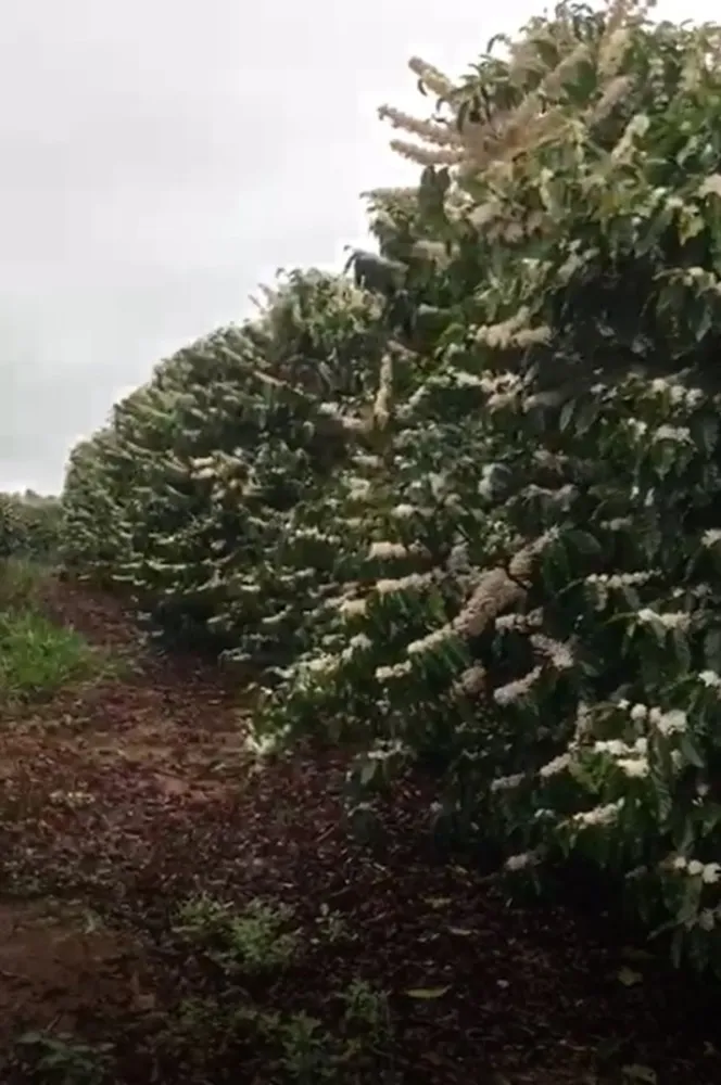 Fazenda, 346 hectares - Foto 19
