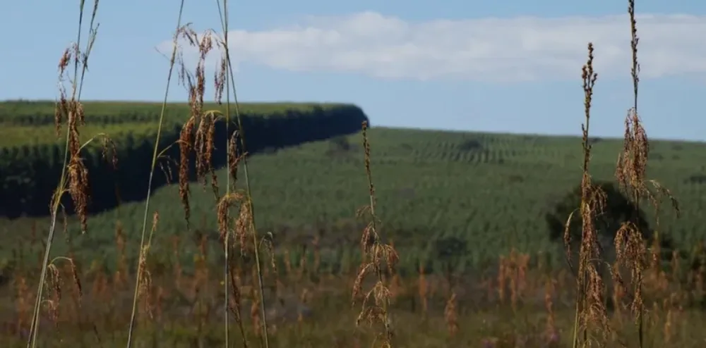 Fazenda, 1636 hectares - Foto 6