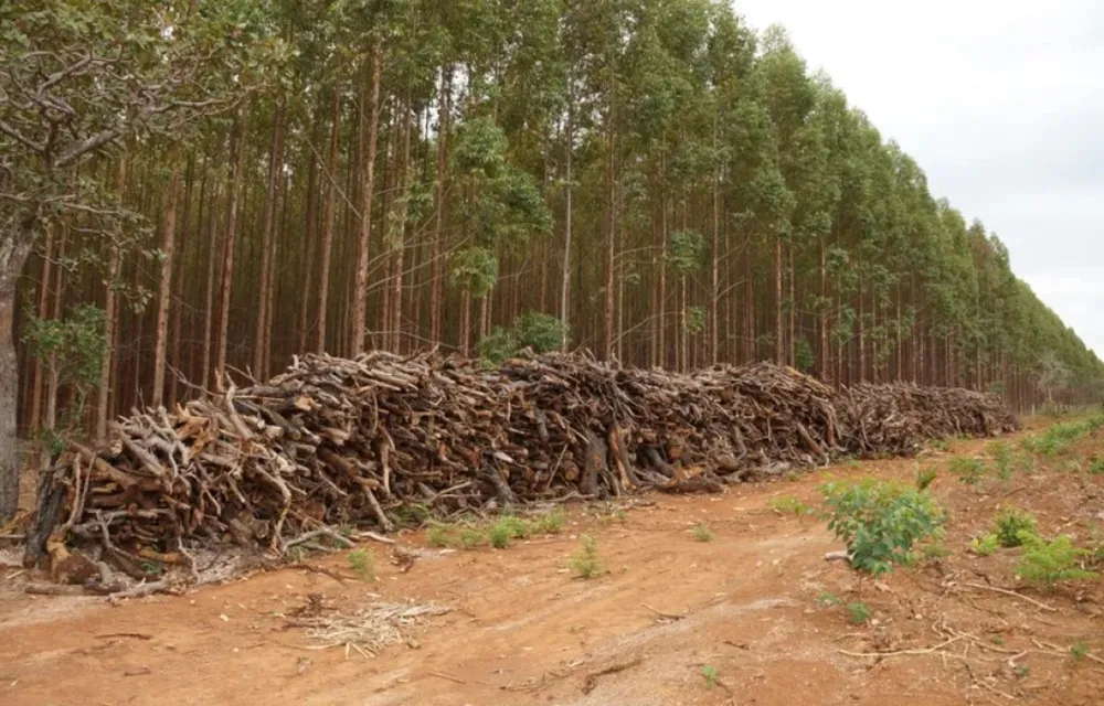 Fazenda, 1636 hectares - Foto 4