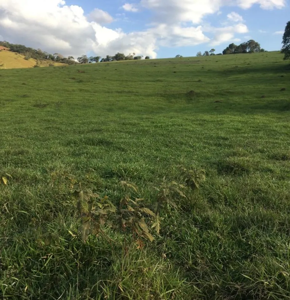 Fazenda, 109 hectares - Foto 8