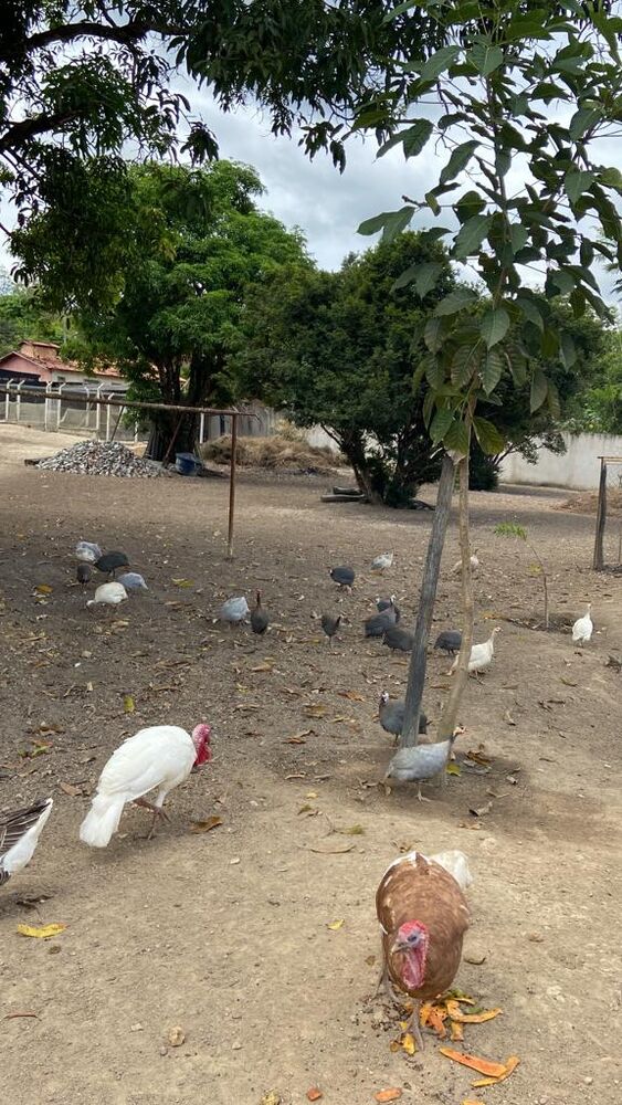 Sítio à venda com 3 quartos, 100m² - Foto 6
