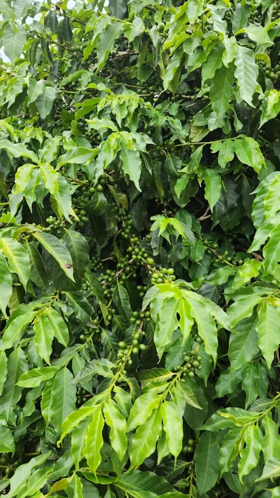 Fazenda, 73 hectares - Foto 2