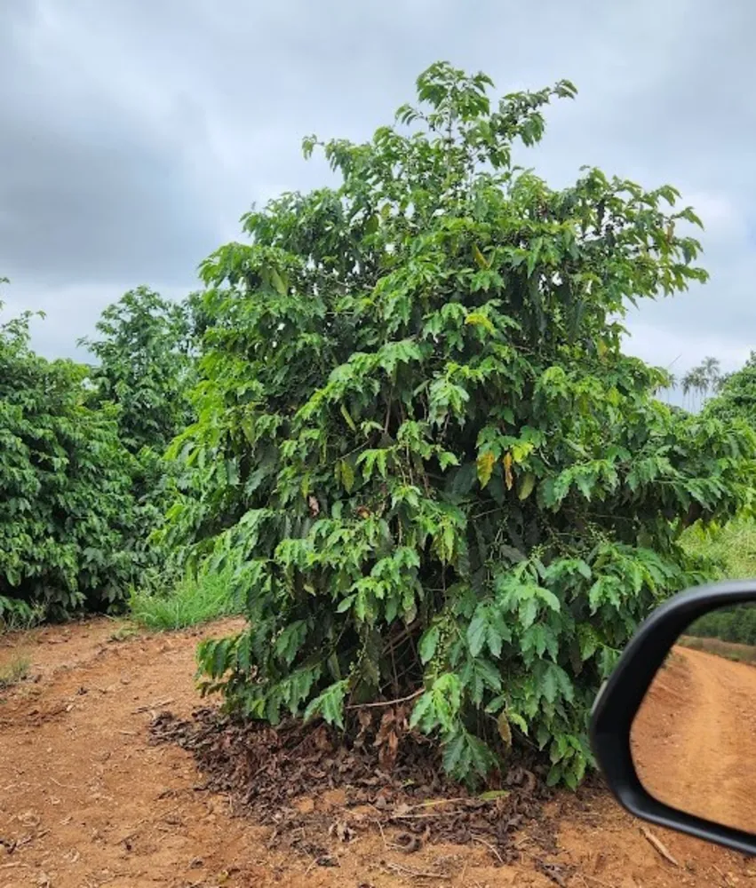 Fazenda, 73 hectares - Foto 2
