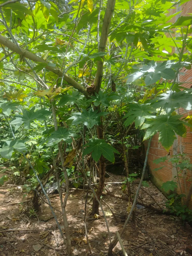 Terreno, 660 m² - Foto 11