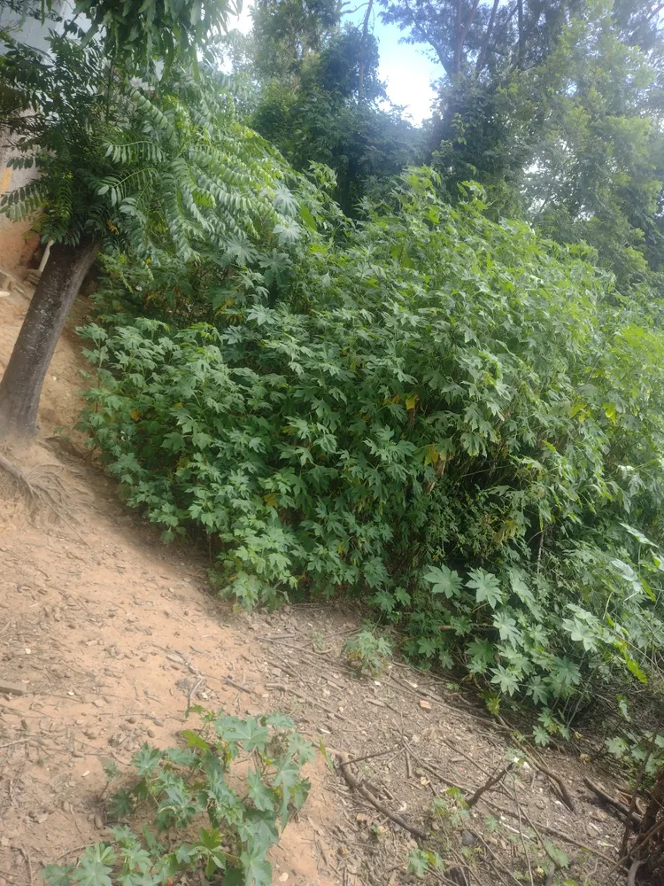 Terreno, 660 m² - Foto 12