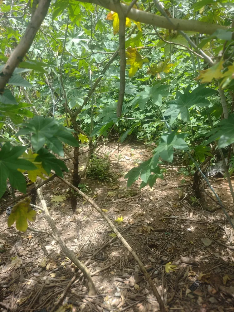 Terreno, 660 m² - Foto 15