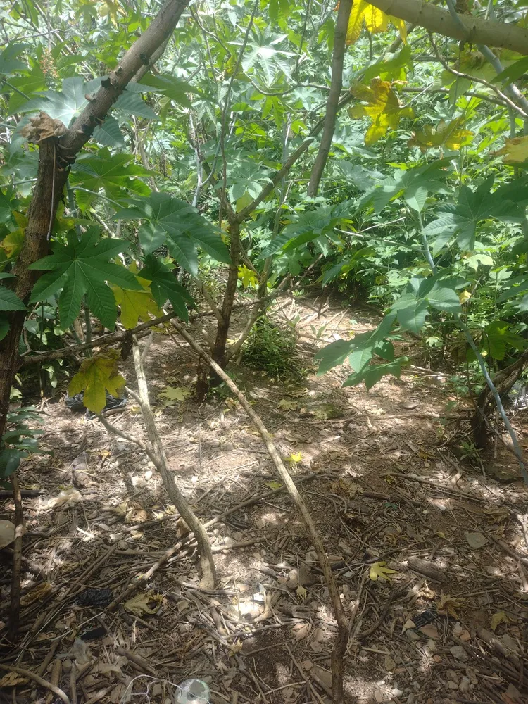 Terreno, 660 m² - Foto 6