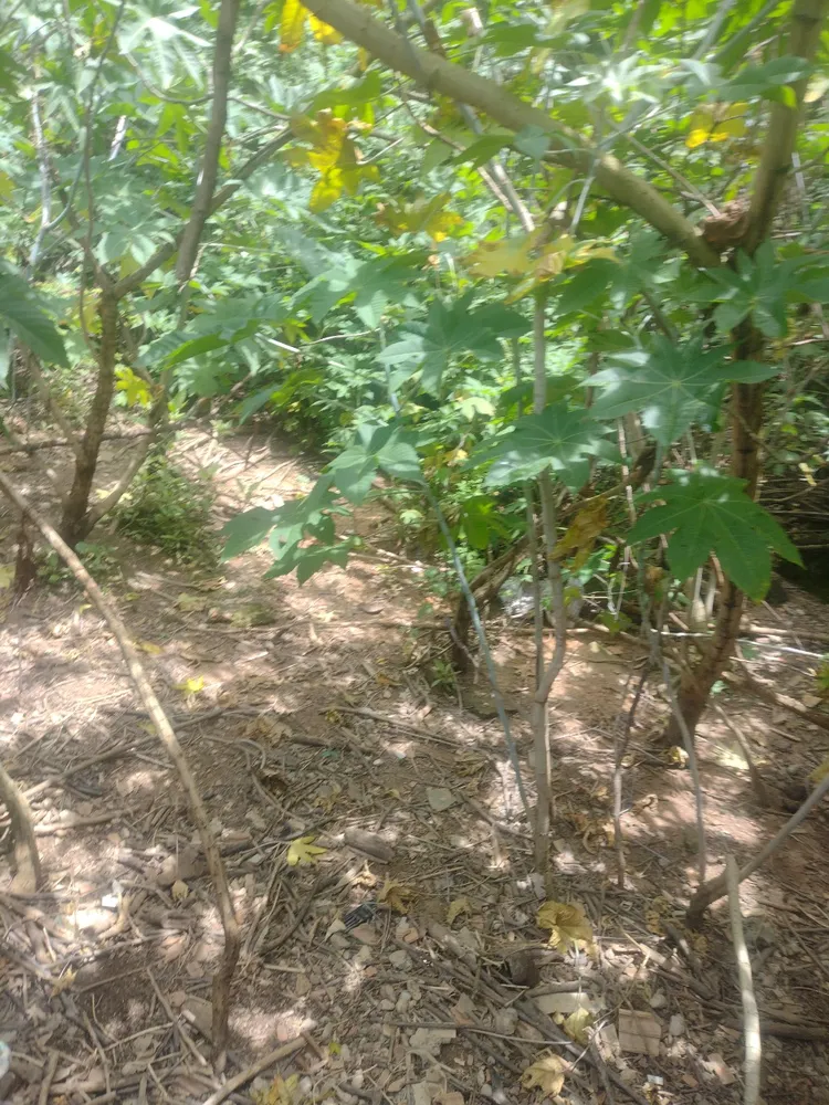 Terreno, 660 m² - Foto 8
