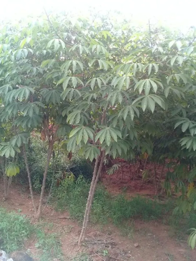 Terreno, 360 m² - Foto 4