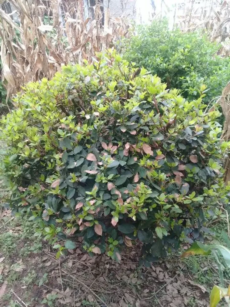 Terreno, 360 m² - Foto 6