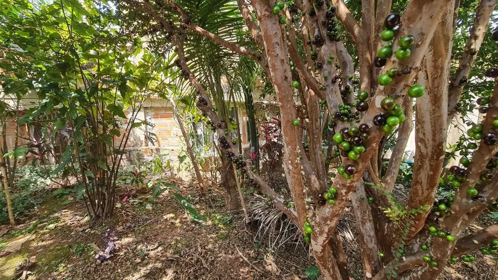 Casa, 7 quartos, 387 m² - Foto 6