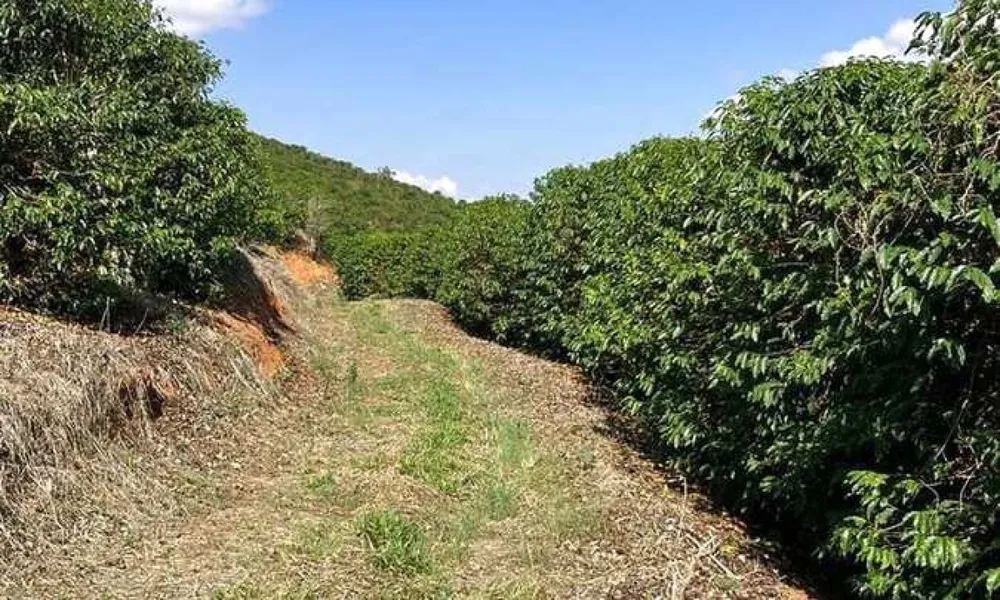 Fazenda, 127 hectares - Foto 3