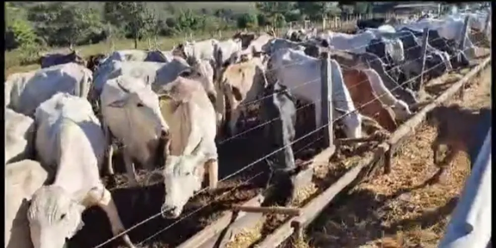 Fazenda, 1 quarto - Foto 4