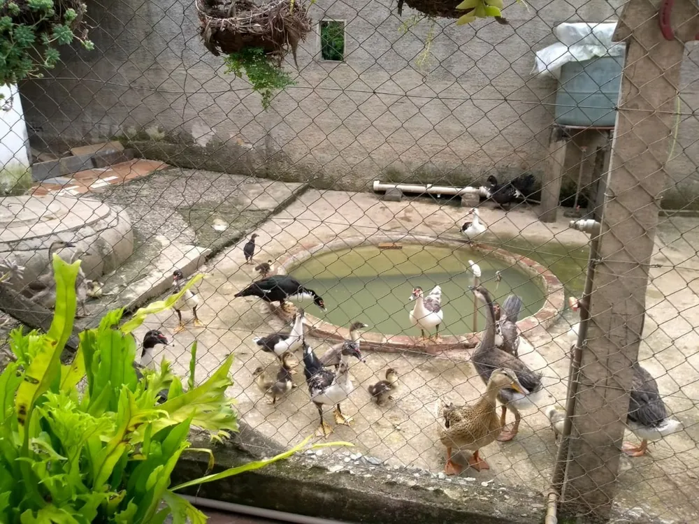 Chácara, 3 quartos - Foto 3