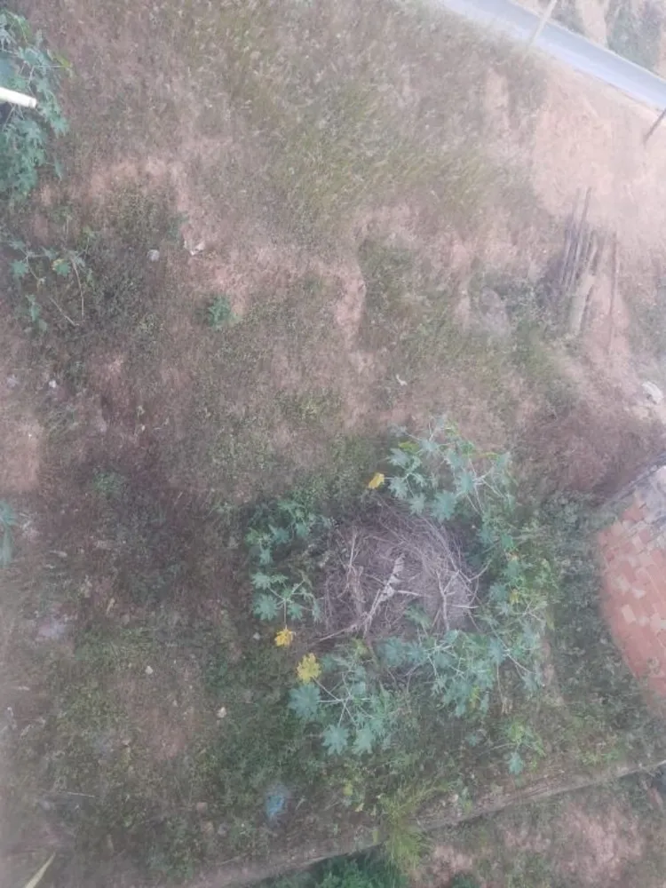 Terreno - Foto 4
