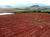 Fazenda, 72 hectares - Foto 2