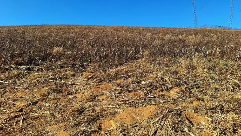 Fazenda, 73 hectares - Foto 4