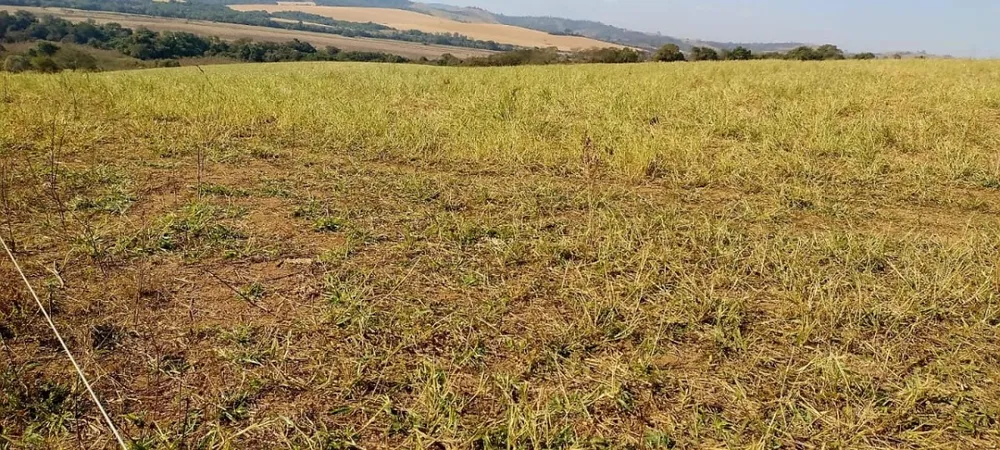 Fazenda, 73 hectares - Foto 7
