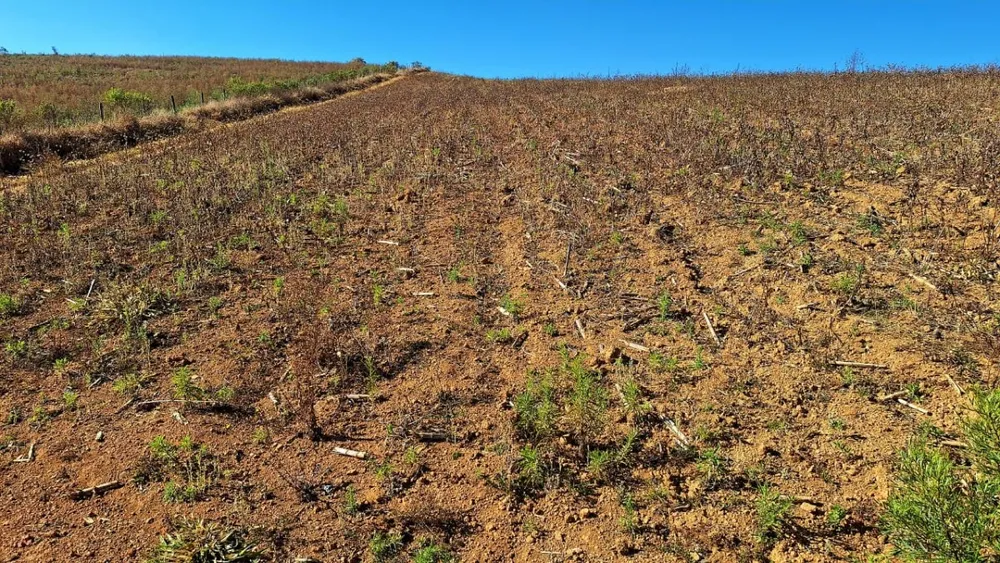 Fazenda, 73 hectares - Foto 10