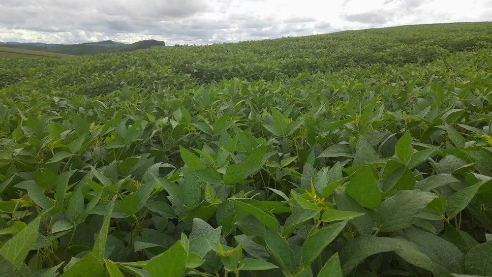 Fazenda, 90 hectares - Foto 10