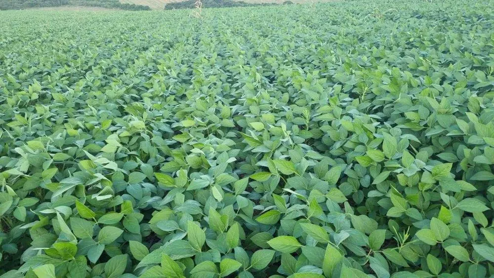 Fazenda, 90 hectares - Foto 2