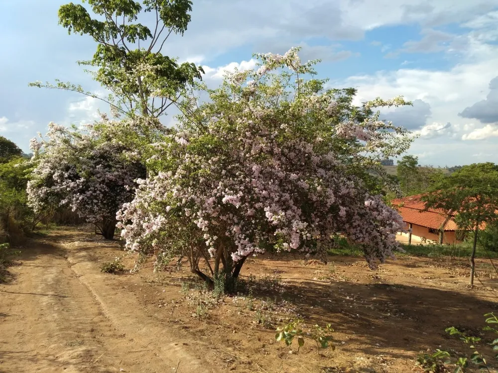 Chácara, 3 quartos - Foto 6