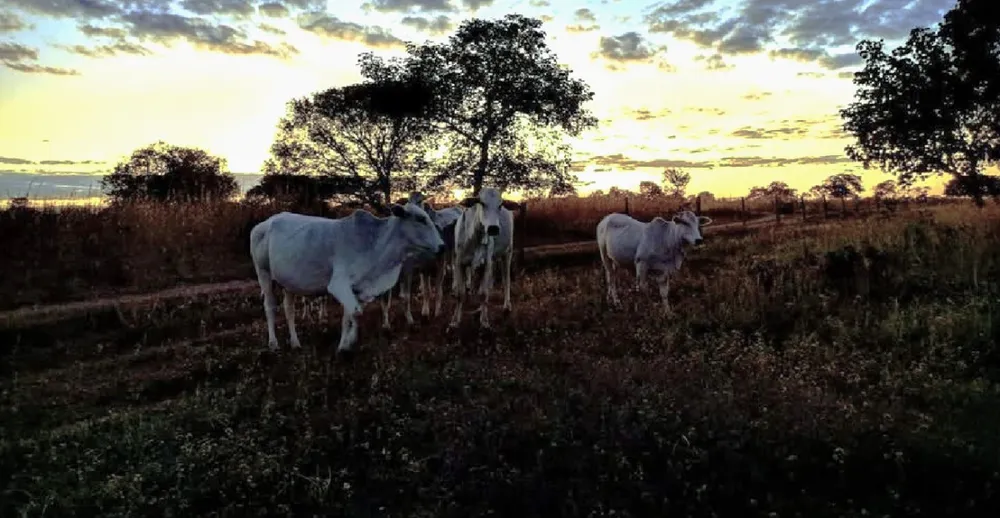 Fazenda, 1844 hectares - Foto 7