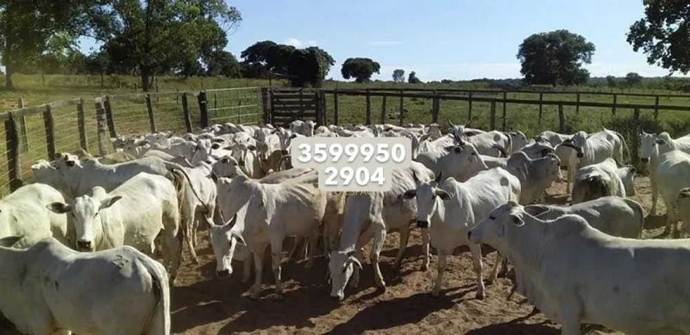 Fazenda, 1844 hectares - Foto 6