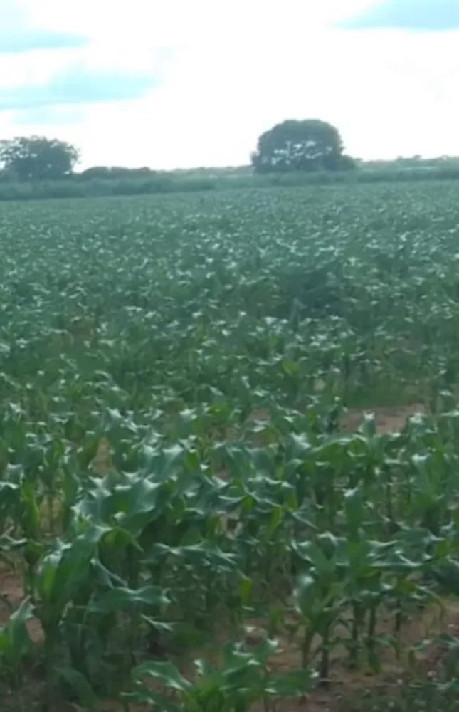 Fazenda, 1844 hectares - Foto 3