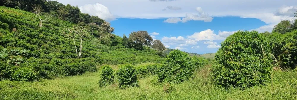 Fazenda, 90 hectares - Foto 5