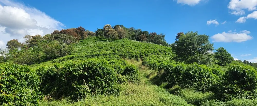 Fazenda, 90 hectares - Foto 2
