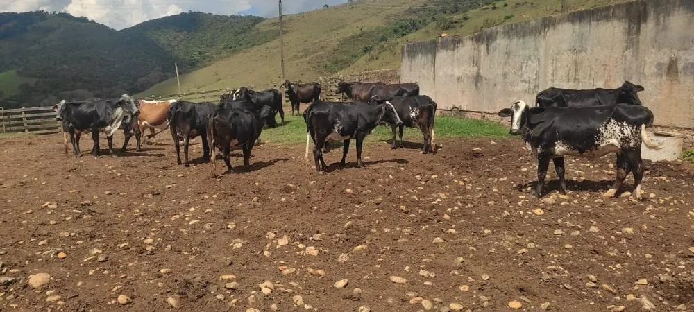 Fazenda, 450 hectares - Foto 17