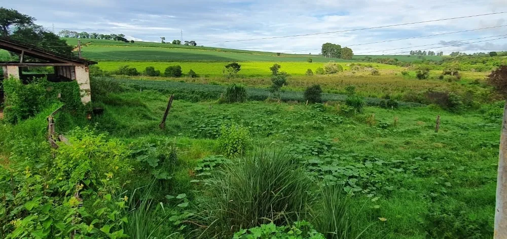 Fazenda, 77 hectares - Foto 8