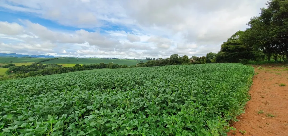 Fazenda, 77 hectares - Foto 10