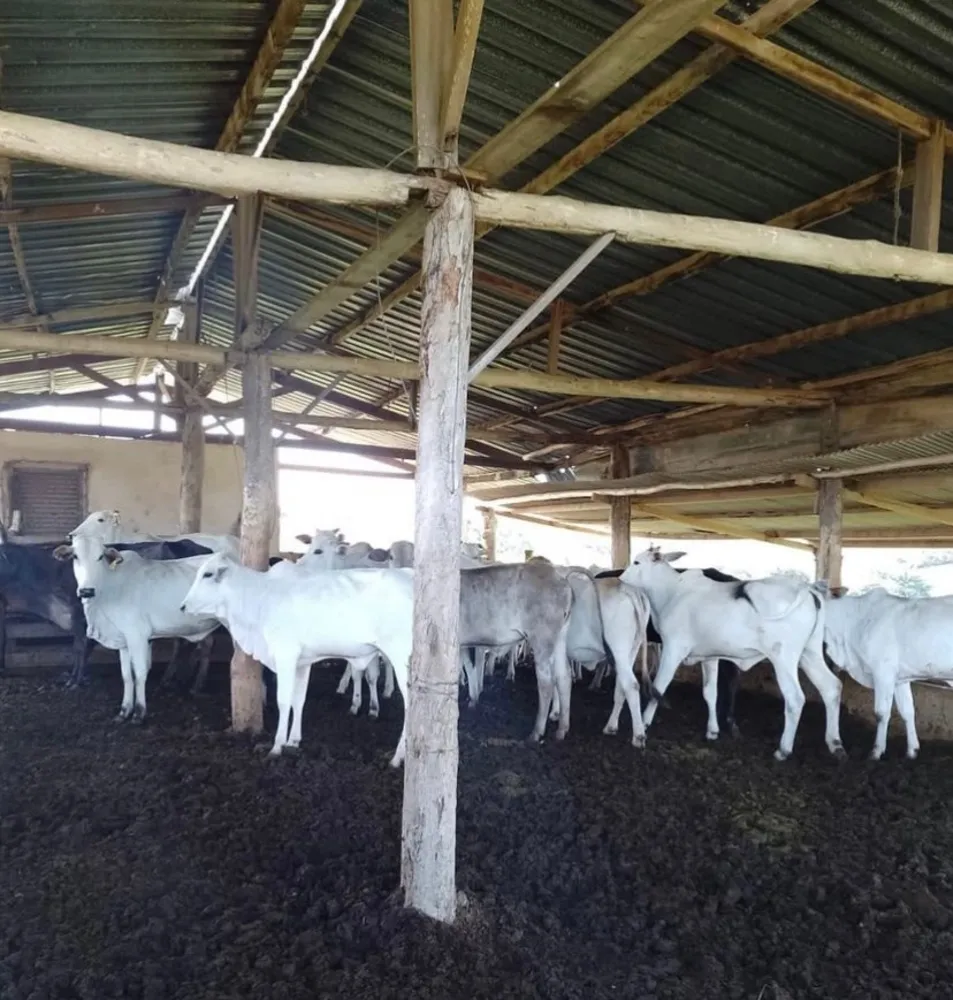 Fazenda, 47 m² - Foto 5